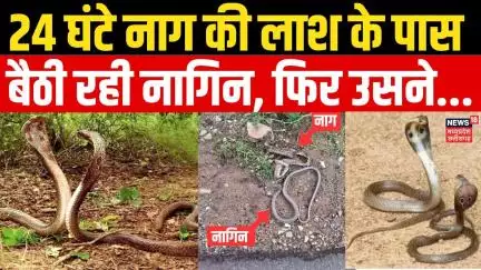 Nag Nagin News : 24 घंटे तक नाग की लाश के पास बैठी रही नागिन, फिर नागिन ने..| Morena | MP News | Top