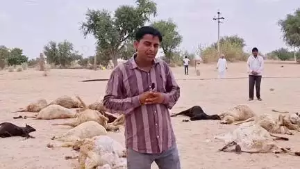अज्ञात बीमारी से बडी संख्या मे भेड़ बकरियों की मौत,मेडिकल टीम पहुंची मोके पर हिमतासर बीकानेर की घटना
