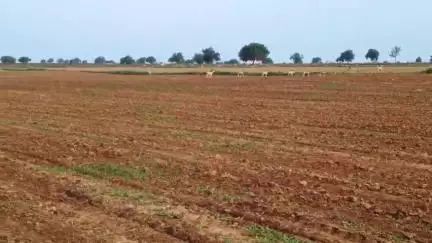 పత్తికొండ: పత్తికొండ నియోజకవర్గంలో జింకలతో తీవ్ర ఇబ్బందులు పడుతున్న రైతులు, జింకల పార్కు ఏర్పాటు చేయాలని డిమాండ్‌  #localissue