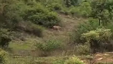 पन्ना: पन्ना-अमानगंज मार्ग पर रामपुरा बैरियर के समीप दिखा बाघ, वीडियो आया सामने