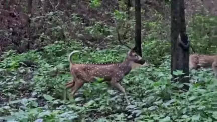 मंडला: कान्हा नेशनल पार्क में रिमझिम बारिश के बीच बाघ और हिरण की चहलक़दमी, वीडियो आया सामने