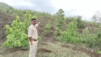 पानसेमल: पानसेमल वन परिक्षेत्र के बायगोर जंगल में पहली बार दिखा गिद्ध, वनरक्षक राकेश ठाकुर ने की दुर्लभ खोज