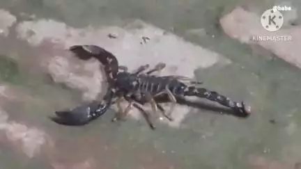 मेजा: सोरांव गांव रेलवे स्टेशन मोहल्ला निवासी व्यक्ति के घर में सांप और बिच्छुओं से परिजन हुए परेशान
