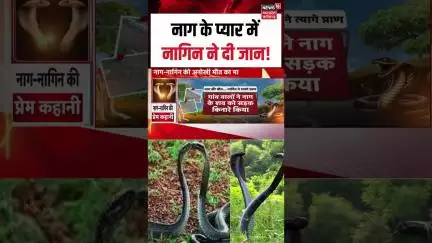 Nag Nagin News : नाग के प्यार में नागिन ने दी जान! | Morena | MP News | Top News | Viral Video |