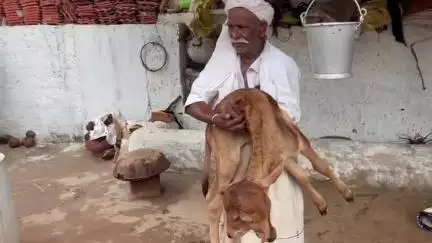 હળવદ: હળવદના સરંભડા ગામની વિચિત્ર ઘટના : ગૌમાતાએ જન્મ આપેલ બે મોઢાવાળી વાછડી ત્રણ દિવસ બાદ પણ જીવિત...