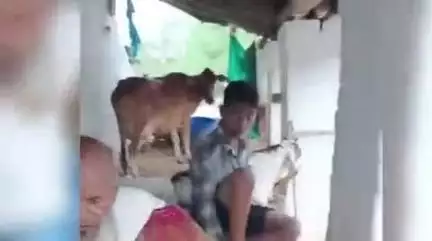 हमीरपुर: गाय चोरों पर कार्रवाई करने की मांग