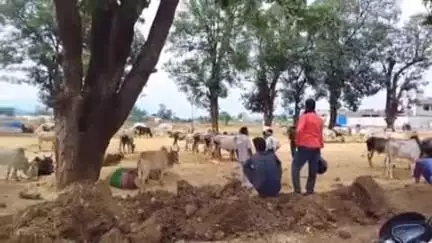 घुघरी: खरीफ बोवनी के लिए मवेशियों की मांग बढ़ी, किसान खेती के लिए बैल ले रहे
