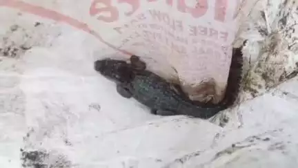रावतभाटा: विक्रम नगर कॉलोनी के गेट पर आया मगरमच्छ, पूर्व पार्षद ने मगरमच्छ का रेस्क्यू कर बांध में छोड़ा