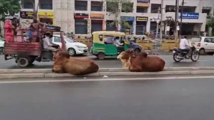 મોરબી: મોરબી મહાનગરપાલિકાની રજડતા ઢોર પકડવાની ઝુંબેશનો ફિયાસ્કો, શહેરના સનાળા રોડ પર રોજબરોજ રજડતા ઢોરોનો અડીંગો
#jansamasya