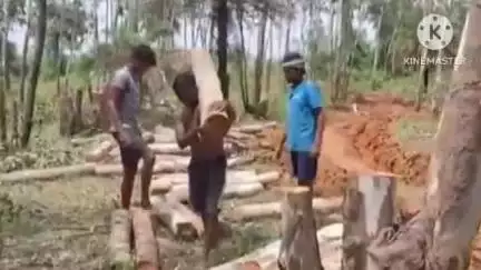 বাঁকুড়া ২: বাঁকুড়ায় পুষ্পার স্টাইলে জঙ্গলের গাছ কেটে রাতের অন্ধকারে পাচারের চেষ্টা, তবে ব্যর্থ হল গাছ পাচারকারীরা