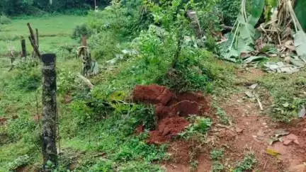 ಮಡಿಕೇರಿ: ಚೆಯ್ಯಂಡಾಣೆ ವ್ಯಾಪ್ತಿಯಲ್ಲಿ ನಿಲ್ಲದ ಕಾಡಾನೆಗಳ ಹಾವಳಿ,ಗ್ರಾಮಸ್ಥರಲ್ಲಿ ಆತಂಕ #localissue