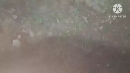 मेजा: मेजा वन दरोगा के बिगड़े बोल, भाजपा मंडल अध्यक्ष उरुवा को नेतागिरी घुसेड़ने की दी धमकी, ऑडियो हुआ वायरल