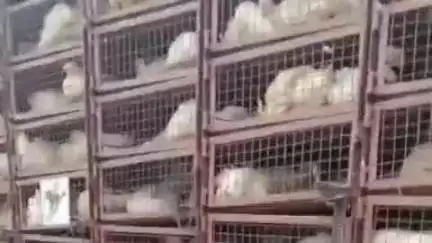 रोहतक: सांपला के पास मुर्गों से भरी कैंटर डिवाइडर पर चढ़ी, ड्राइवर हुआ घायल; अस्पताल में भर्ती