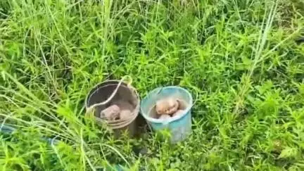 খড়গ্রাম: ভাটকান্দ্রা থেকে 6টি বোমা উদ্ধার করল পুলিশ, আতঙ্কিত স্থানীয়রা