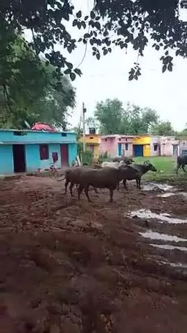 ग्राम गोलही मोहन्द्रा से 
 भैंसे 15 से 20 नग निकली हैं जिसकी हो वो संपर्क करे
