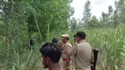 रामपुर: जटपुरा गांव के जंगल में युवती का शव पेड़ से लटका मिला, पुलिस ने शव को पोस्टमार्टम के लिए मोर्चरी भेजा
