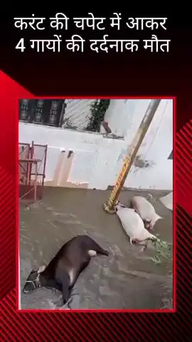 शंकरपुरवा प्रथम के केशव विहार कल्याणपुर में करंट की चपेट में आकर 4 गायों की हुई दर्दनाक मौत
