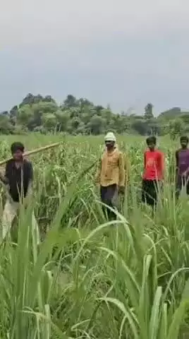सीतापुर: पिपरझला में खूंखार बाघ ने बच्चों के सामने बकरी को बनाया शिकार, ग्रामीणों में दहशत का माहौल
