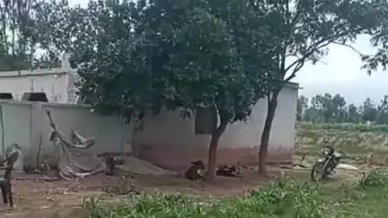 पूरनपुर: गांव चिरागा में बाघ की चहलकदमी से ग्रामीण परेशान, वन विभाग को दी गई सूचना
