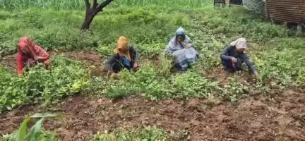 अलीराजपुर: जोबट क्षेत्र में सांसद अनिता चौहान ने बारिश के मौसम में खेतों में किया काम, महिला सशक्तिकरण हेतु किया प्रेरित