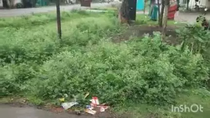 हरसूद: नया हरसूद छनेरा में गाजर घास से लोग परेशान, नियमित कटाई-छटाई न होने से हो रही दिक्कत