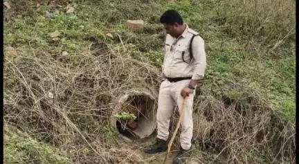 लखनादौन: खमरिया गांव में वन विभाग की दबिश, भारी मात्रा में सागौन की लकड़ियां व चिरान ज़ब्त
