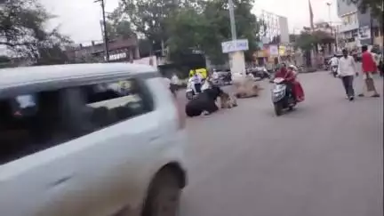 धुळे: धुळ्यात मोकाट जनावरांचा हैदोस: मनपासमोरही जनावरे ठाण मांडून! #Jansamasya