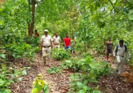 महासमुंद: महासमुंद क्षेत्र के 13 गांवों में हाई-अलर्ट, गांवों में मची खलबली, हाथी कर रहे हैं विचरण