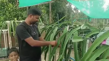 রাজগঞ্জ: বাড়ির ছাদে ড্রাগন ফলের চাষ করে তাক লাগালেন ধূপঝোরা বাজারের যুবক