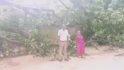 भरनो: दुम्बो भगतटोली गांव में बारिश से किसान के घर की छत पर गिरा विशालकाय पेड़, पीड़ित ने मुआवजे की मांग की
