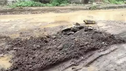 अकोला: अशोक वाटिका चौकात जलवाहिनीला गळती; वाहतूक एकेरी– सोमवारी होणार दुरुस्ती