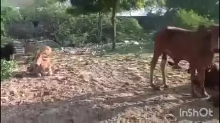 रूपनगर: रूपनगढ़ के सिणगारा रोड़ पर रूपनगढ़ थाना पुलिस ने नाकाबंदी के दौरान अवैध गौवंश परिवहन कर रहे कंटेनर को किया ज़ब्त