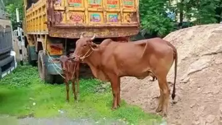 धर्माबाद: बन्नाळी शिवारात गोवंशिय जनावरे कत्तलीसाठी नेताना पोलिसांनी पकडले, गुन्हा नोंद