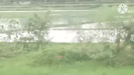 জয়পুর: ধানের বীজ রোপন করতেই পারলো না চাষিরা বৃষ্টিপাতের ফলে প্রতিক্রিয়া দিল চাষিরা জয়পুরে