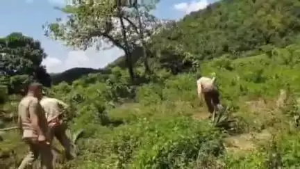 সৃজনগ্ৰাম: কাকৈজনা পাহাৰত থকা অবৈধ তামোল বাগান ধ্বংস কৰে জিলা বন বিভাগে