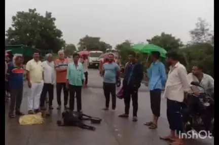 राजूरा: कोळसा वाहतूक करणाऱ्या ट्रकने गोवरी गावाजवळ दोन शेळ्यांना उडविले; एक शेळी ठार, एक गंभीर जखमी