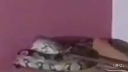 कोरबा: कोरबा जिले में घर के अंदर से अजगर सांप का रेस्क्यू मोबाइल की टोर्च की मदद से किया गया, वीडियो हुआ वायरल