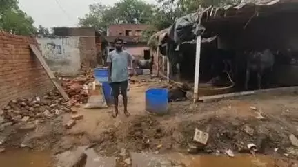 बुढ़ाना: गांव विज्ञाना में बेखौफ चोरों ने रात के समय चुराई लाखों रुपए की भैंस, जांच में जुटी पुलिस