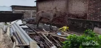 अकोट: कावसा येथे रोहीची दहशत;2जण किरकोळ जखमी,वनविभागाला पाचारण,अखेर रोहीचे जंगलात सुखरुप प्रस्थान