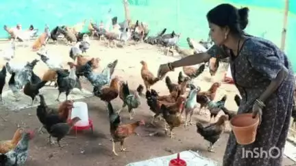 बास्तानार: ग्राम बाबूसेमरा की सुलो नाग ने मुर्गी पालन को व्यवसाय बनाकर की आर्थिक उन्नति