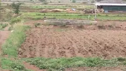 साक्री: चिकसेत बिबट्याच्या हल्लात वासरु ठार वन विभागाकडून पंचनामा