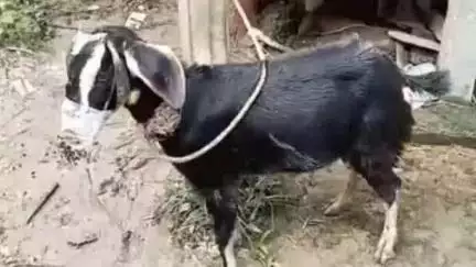 বিশালগড়: কাঞ্চনমালায় বৃদ্ধি পাচ্ছে ছাগল চুরির ঘটনা