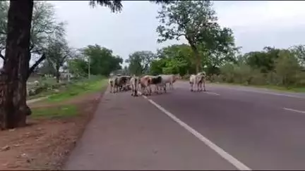 छतरपुर: निवाड़ी गांव के पास हाईवे पर आवारा मवेशियों का डेरा, एनएचएआई अधिकारी बेखबर!