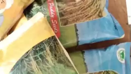 हज़ारीबाग: कोडरमा: बागडो लैंपस में धान बीज की गुणवत्ता से परेशान किसानों ने बीज लेने से किया इनकार