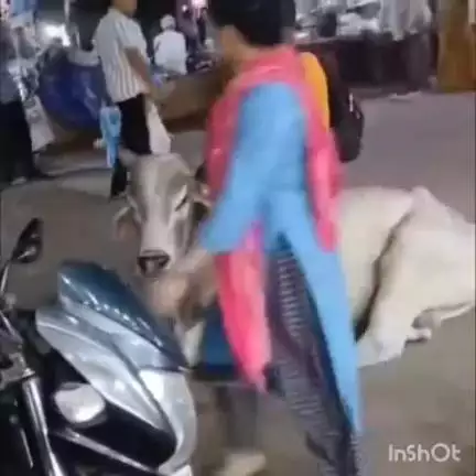 चीनोर: ग्वालियर में नशे में धुत्त युवक सांड पर बैठा, वीडियो वायरल