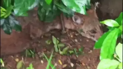 বরজোড়া: ফুলবেড়িয়া প্রাথমিক বিদ্যালয়ের সংলগ্ন এলাকায় একটি অসুস্থ শিয়ালকে উদ্ধার করল বড়জোড়া বনদপ্তর