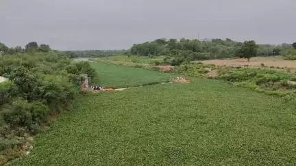मंदसौर: शिवना नदी में जान जोखिम में डालकर दशोरा नागर समाज के लोग कुलदेवी की पूजा करने पहुंचे