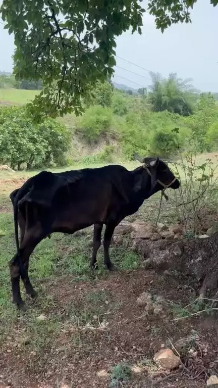 गो तस्करो को जगल मे पकडा कत्लखाने ले जा रहे थे तस्कर गायो को काटने के उदेश्य से