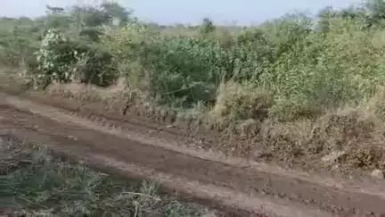 बाबई: माखन नगर संघा में खोज अभियान के बाद भी 100 से अधिक वनकर्मी बाघ को नहीं ढूंढ पाए, प्रयास जारी