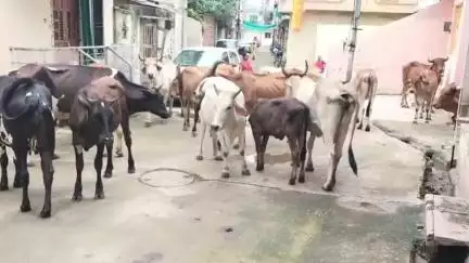 નાંદોદ: રાજવી નગરી રાજપીપલા શહેરમાં રખડતા ઢોરોનું શહેર બન્યું.
